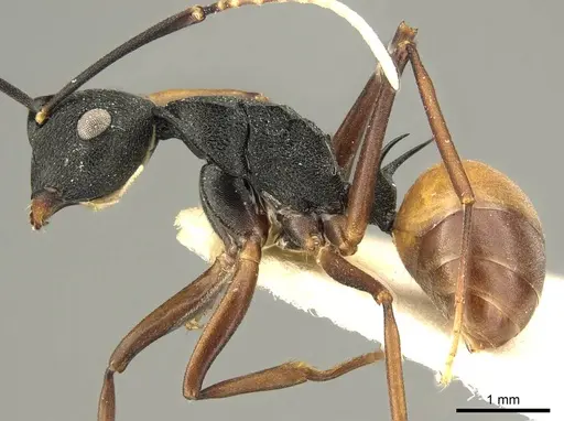 Polyrhachis antoniae specimen CASENT0915608 image casent0915608_4