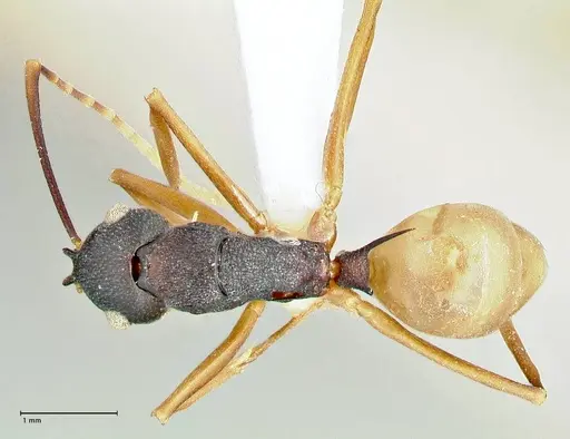 Polyrhachis antoniae specimen FOCOL2553-1 image focol2553-1_1