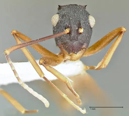 Polyrhachis antoniae specimen FOCOL2553-1 image focol2553-1_2