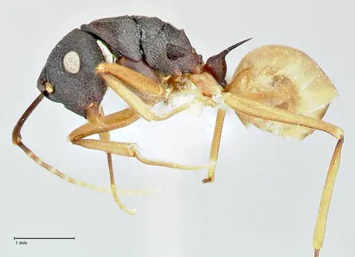 Polyrhachis antoniae specimen FOCOL2553-1 image focol2553-1_3