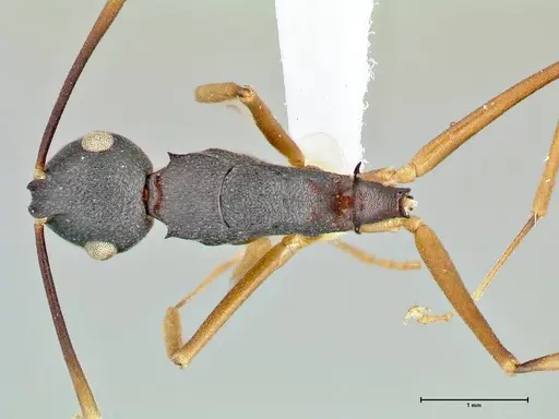 Polyrhachis antoniae specimen FOCOL2553-2 image focol2553-2_1
