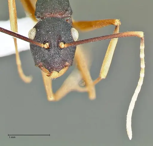 Polyrhachis antoniae specimen FOCOL2553-2 image focol2553-2_2
