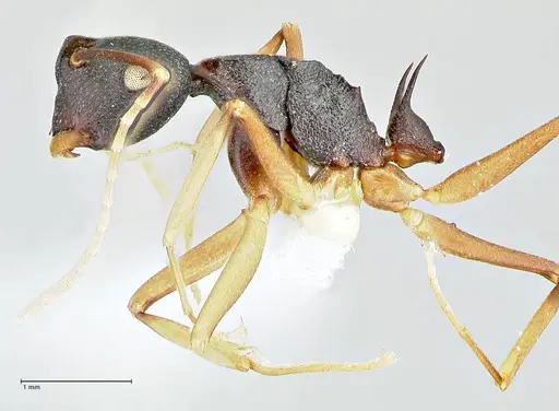 Polyrhachis antoniae specimen FOCOL2553-2 image focol2553-2_3