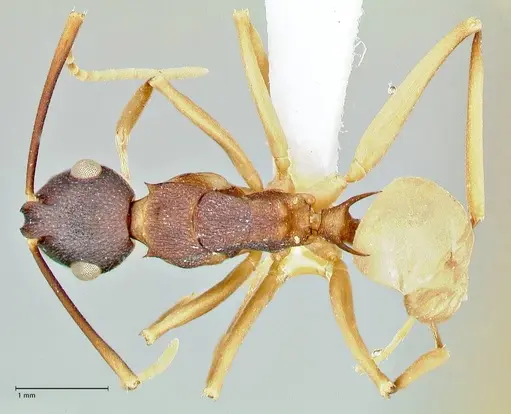 Polyrhachis antoniae specimen FOCOL2553-3 image focol2553-3_1
