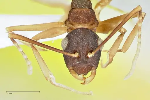 Polyrhachis antoniae specimen FOCOL2553-3 image focol2553-3_2