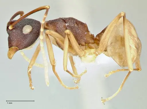 Polyrhachis antoniae specimen FOCOL2553-3 image focol2553-3_3