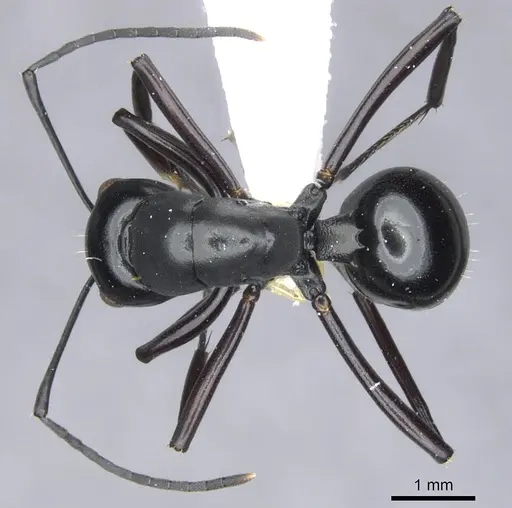 Polyrhachis aporema specimen CASENT0903393 image casent0903393_1