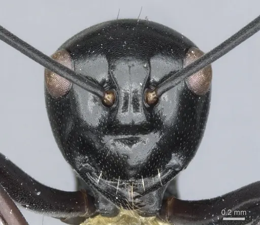 Polyrhachis aporema specimen CASENT0903393 image casent0903393_2