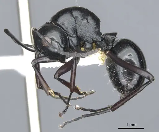 Polyrhachis aporema specimen CASENT0903393 image casent0903393_3