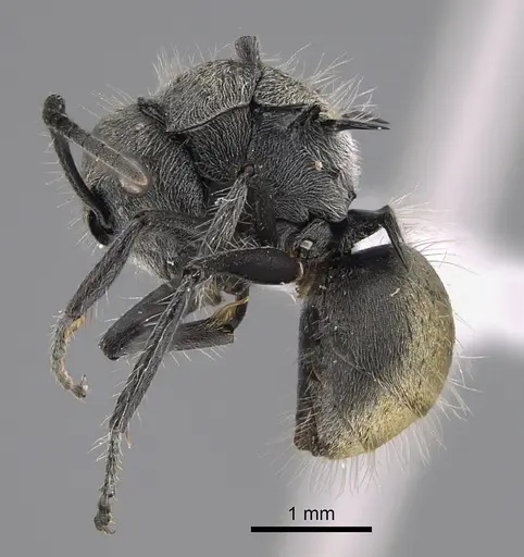 Polyrhachis appendiculata specimen CASENT0887797 image casent0887797_1