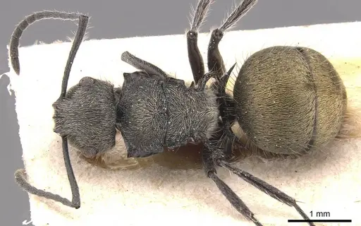 Polyrhachis appendiculata specimen CASENT0905578 image casent0905578_1
