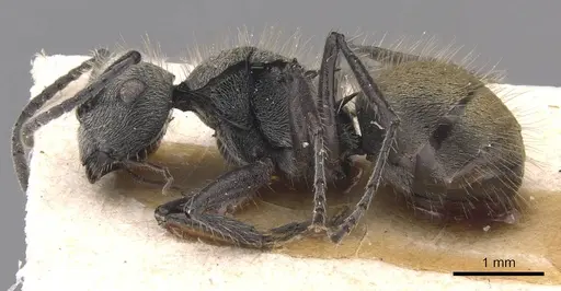 Polyrhachis appendiculata specimen CASENT0905578 image casent0905578_3