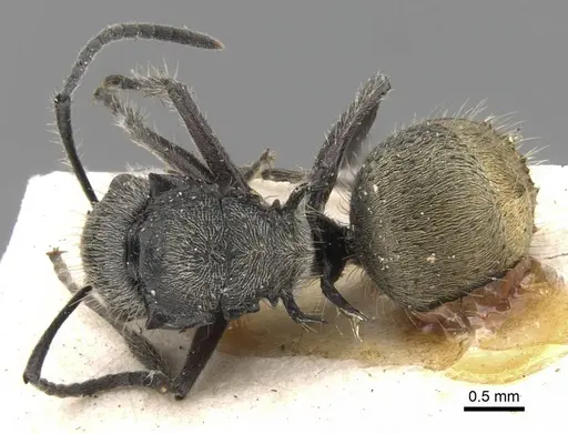 Polyrhachis appendiculata specimen CASENT0906740 image casent0906740_1