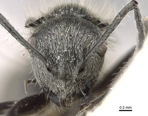 Polyrhachis appendiculata specimen CASENT0906740 image casent0906740_2