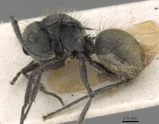 Polyrhachis appendiculata specimen CASENT0906740 image casent0906740_3