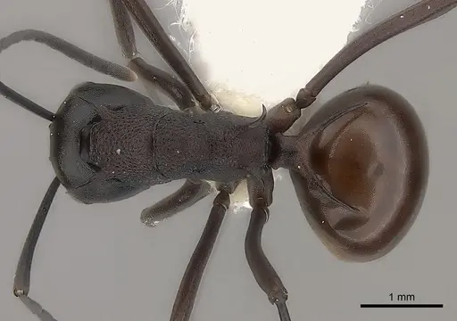 Polyrhachis arachne specimen CASENT0217744 image casent0217744_1