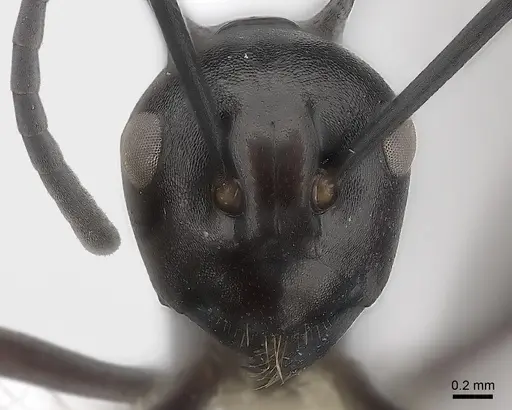 Polyrhachis arachne specimen CASENT0217744 image casent0217744_2