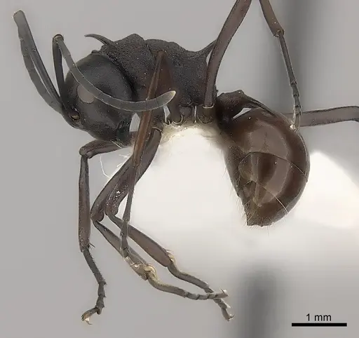Polyrhachis arachne specimen CASENT0217744 image casent0217744_3