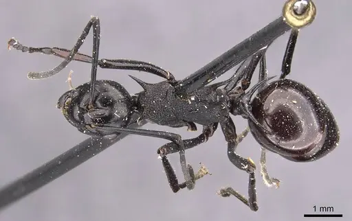Polyrhachis arachne specimen CASENT0905640 image casent0905640_1