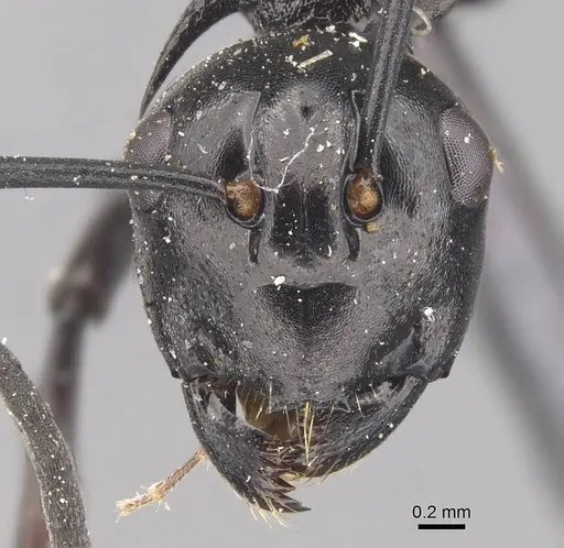 Polyrhachis arachne specimen CASENT0905640 image casent0905640_2