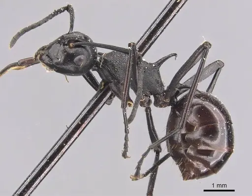 Polyrhachis arachne specimen CASENT0905640 image casent0905640_3