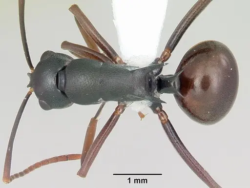 Polyrhachis arborea specimen CASENT0103184 image casent0103184_1