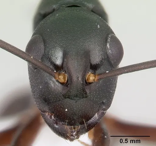 Polyrhachis arborea specimen CASENT0103184 image casent0103184_2