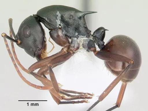 Polyrhachis arborea specimen CASENT0103184 image casent0103184_3