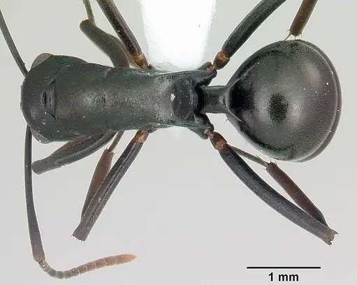 Polyrhachis arborea specimen CASENT0103189 image casent0103189_1