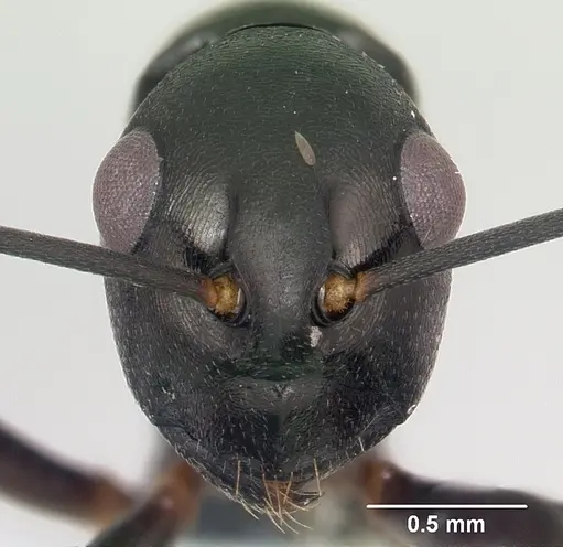 Polyrhachis arborea specimen CASENT0103189 image casent0103189_2