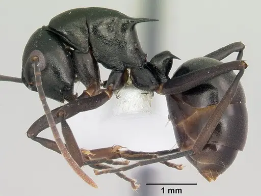 Polyrhachis arborea specimen CASENT0103189 image casent0103189_3