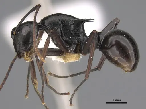 Polyrhachis arborea specimen CASENT0923482 image casent0923482_1