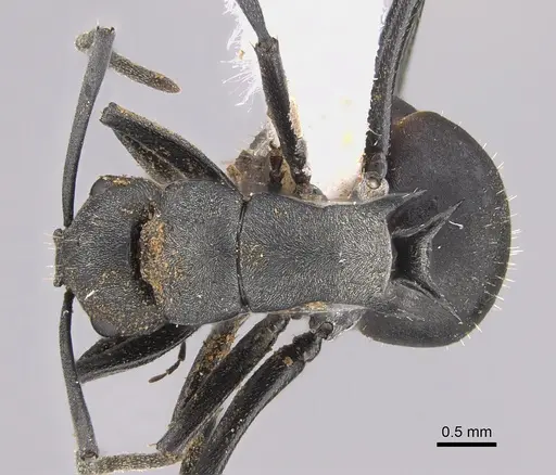 Polyrhachis archeri specimen CASENT0887785 image casent0887785_1