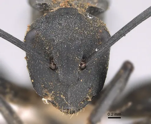 Polyrhachis archeri specimen CASENT0887785 image casent0887785_2