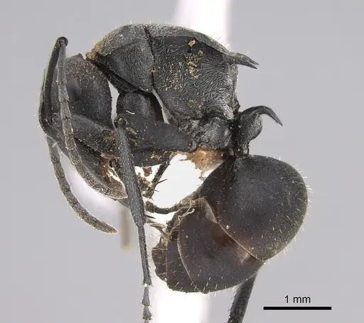 Polyrhachis archeri specimen CASENT0887785 image casent0887785_3