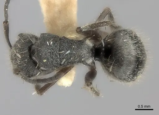 Polyrhachis arcuata specimen CASENT0217745 image casent0217745_1