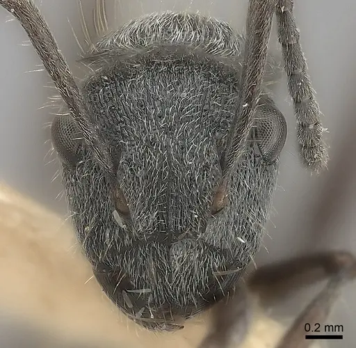 Polyrhachis arcuata specimen CASENT0217745 image casent0217745_2