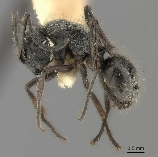 Polyrhachis arcuata specimen CASENT0217745 image casent0217745_3