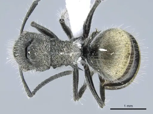 Polyrhachis arcuata specimen CASENT0740791 image casent0740791_1