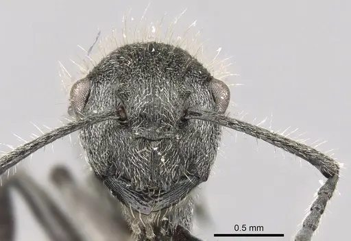 Polyrhachis arcuata specimen CASENT0740791 image casent0740791_2