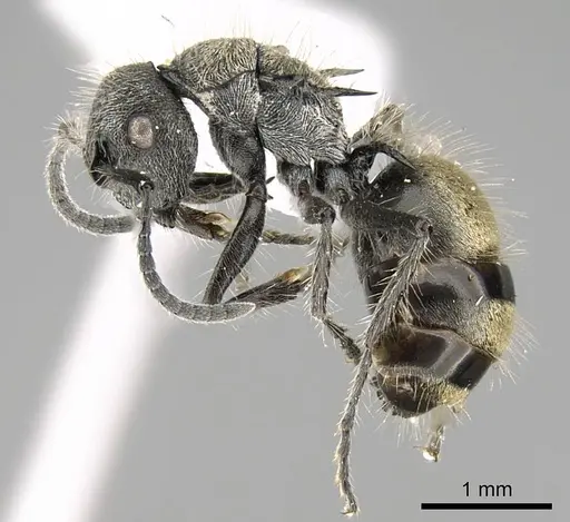 Polyrhachis arcuata specimen CASENT0740791 image casent0740791_3