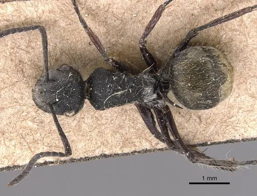 Polyrhachis arcuata specimen CASENT0905826 image casent0905826_1