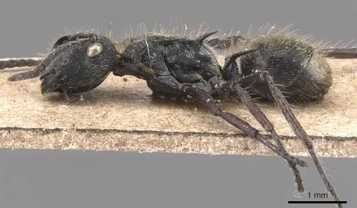 Polyrhachis arcuata specimen CASENT0905826 image casent0905826_3