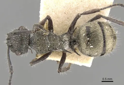 Polyrhachis arcuata specimen CASENT0906744 image casent0906744_1