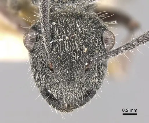 Polyrhachis arcuata specimen CASENT0906744 image casent0906744_2