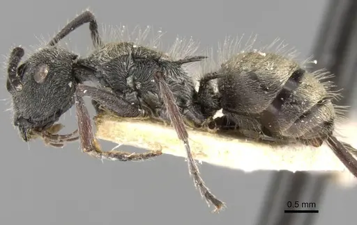 Polyrhachis arcuata specimen CASENT0906744 image casent0906744_3