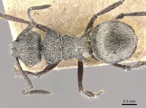 Polyrhachis arcuata specimen CASENT0910816 image casent0910816_1