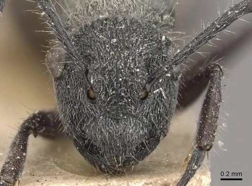 Polyrhachis arcuata specimen CASENT0910816 image casent0910816_2