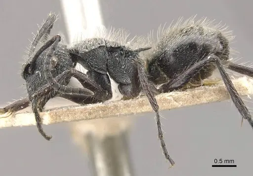 Polyrhachis arcuata specimen CASENT0910816 image casent0910816_3