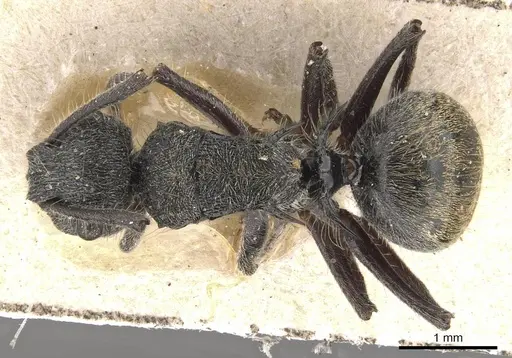 Polyrhachis arcuata specimen CASENT0910817 image casent0910817_1